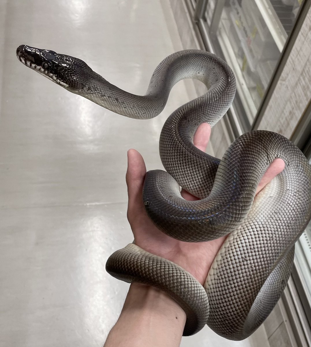 本日は13時オープンです‼️ 【2階新入荷】来てます！ ・ミナミシロクチ