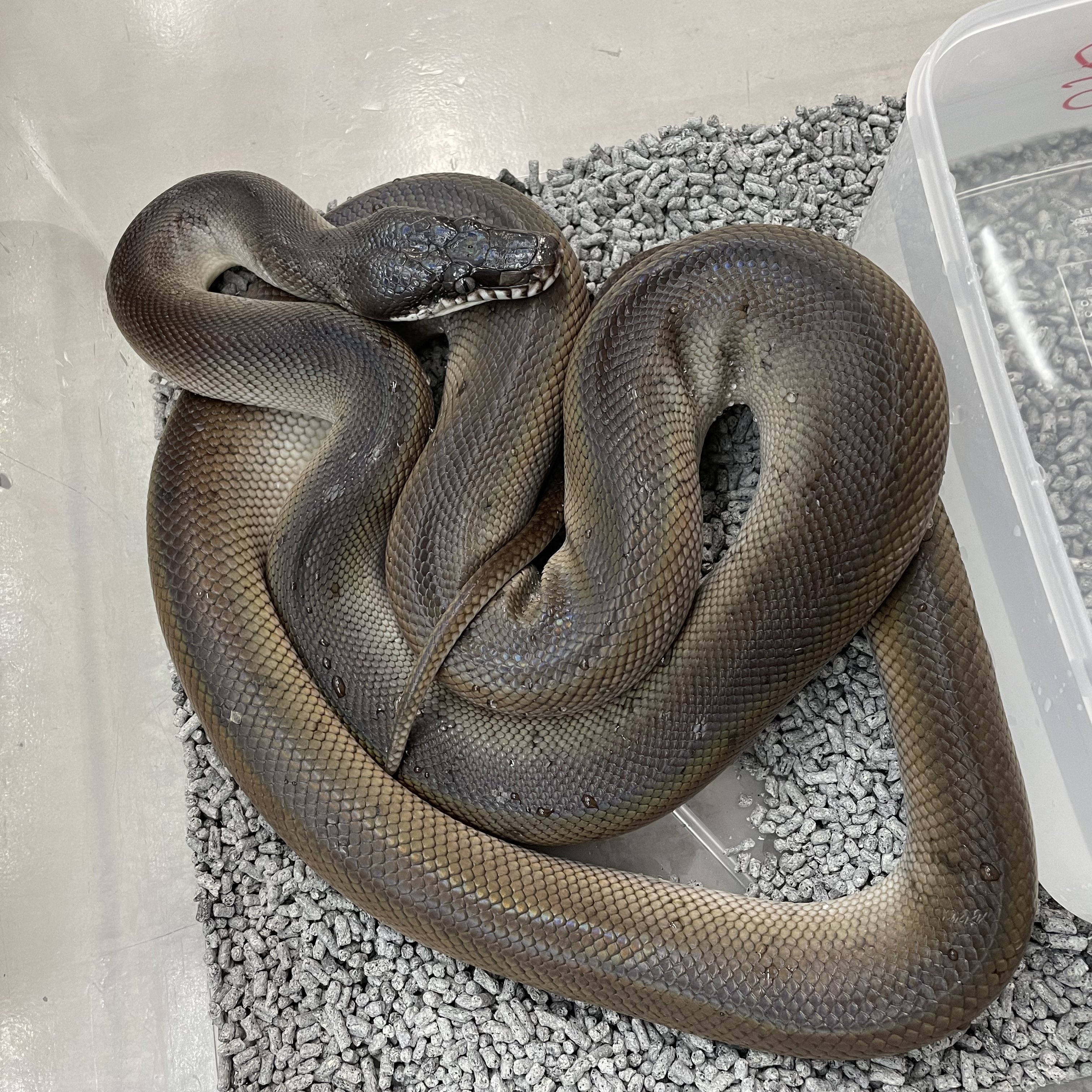動物の惑星 シロクチニシキヘビ（シークレット）☆ 動物の惑星