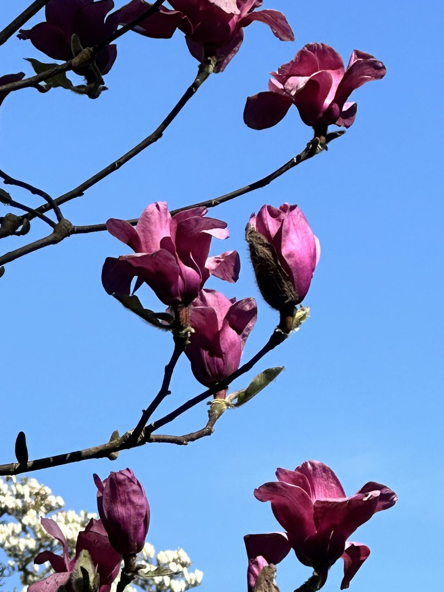 Good morning happy Monday everyone, I hope the day is filled with positive vibes and happy smiles, a great start to your week ahead #MagentaMonday Magnolia Liliiflora with a beautiful blue sky and sunshine 😊 #BeKindAlways #PeaceAndLove #MondayMotivation @X