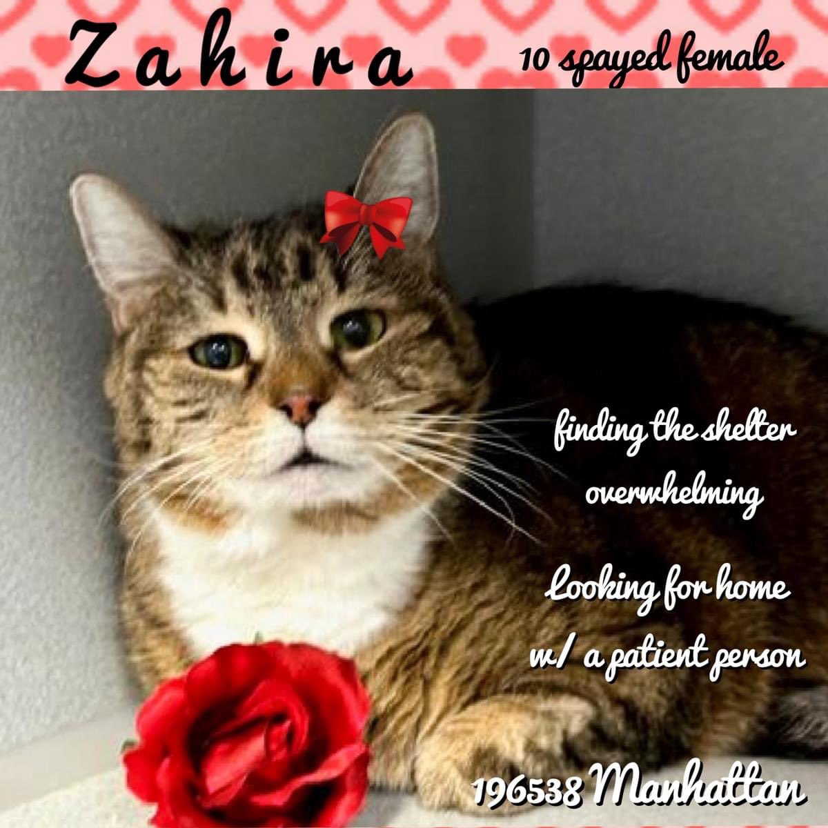 🆘Please RT-adopt-foster! 🆘 ZAHIRA is on the “emergency placement” list at #ACCNYC and needs out of the shelter by 12 NOON 4/16! #URGENT #NYC #CATS #NYCACC #TeamKittySOS #AdoptDontShop #CatsOfTwitter newhope.shelterbuddy.com/Animal/Profile…