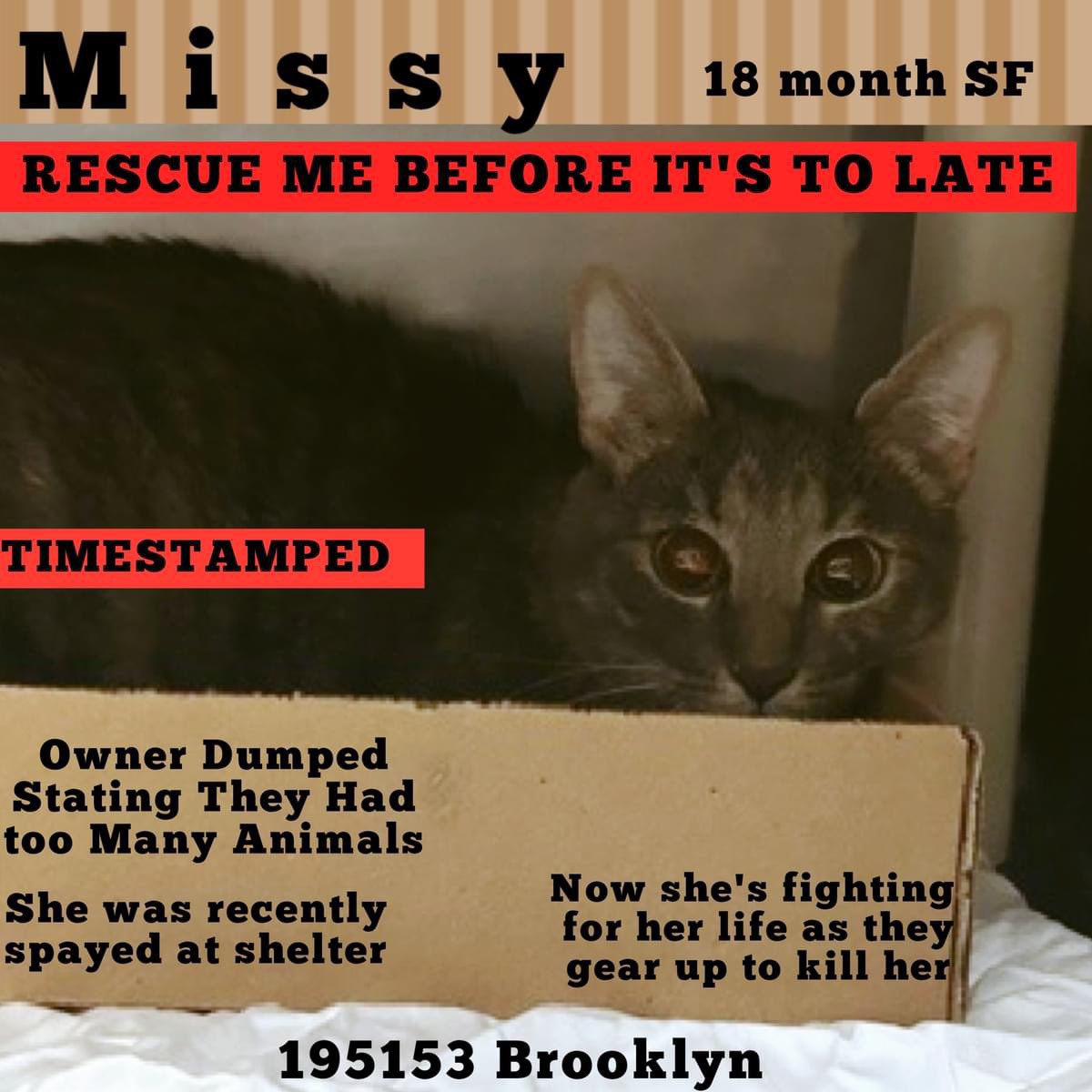 🆘Please RT-adopt-foster! 🆘 MISSY is on the “emergency placement” list at #ACCNYC and needs out of the shelter by 12 NOON 4/16! #URGENT #NYC #CATS #NYCACC #TeamKittySOS #AdoptDontShop #CatsOfTwitter newhope.shelterbuddy.com/Animal/Profile…