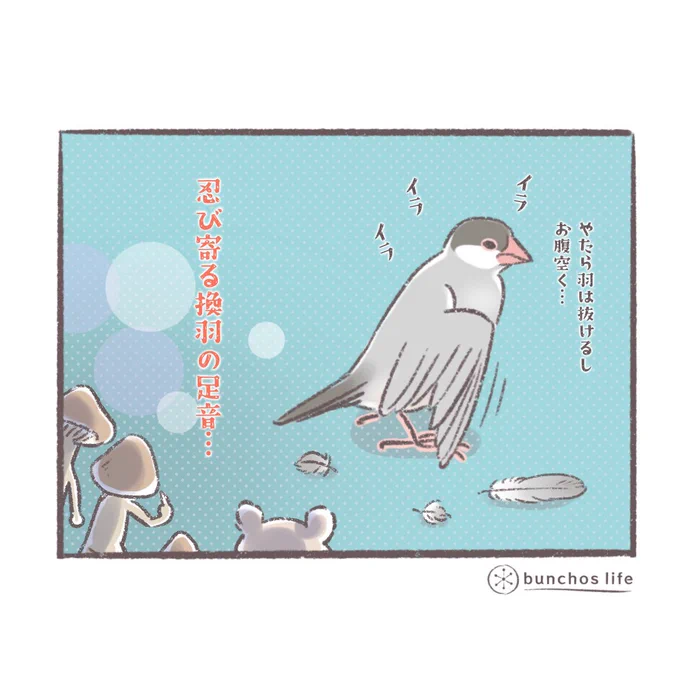 今日の4コマ漫画はお休みさせていただき1コマのみで。換羽の影響が徐々に出てきた2号(以前からご覧いただいてるかたにはお馴染みのお仲間が登場の予感…)
#文鳥 