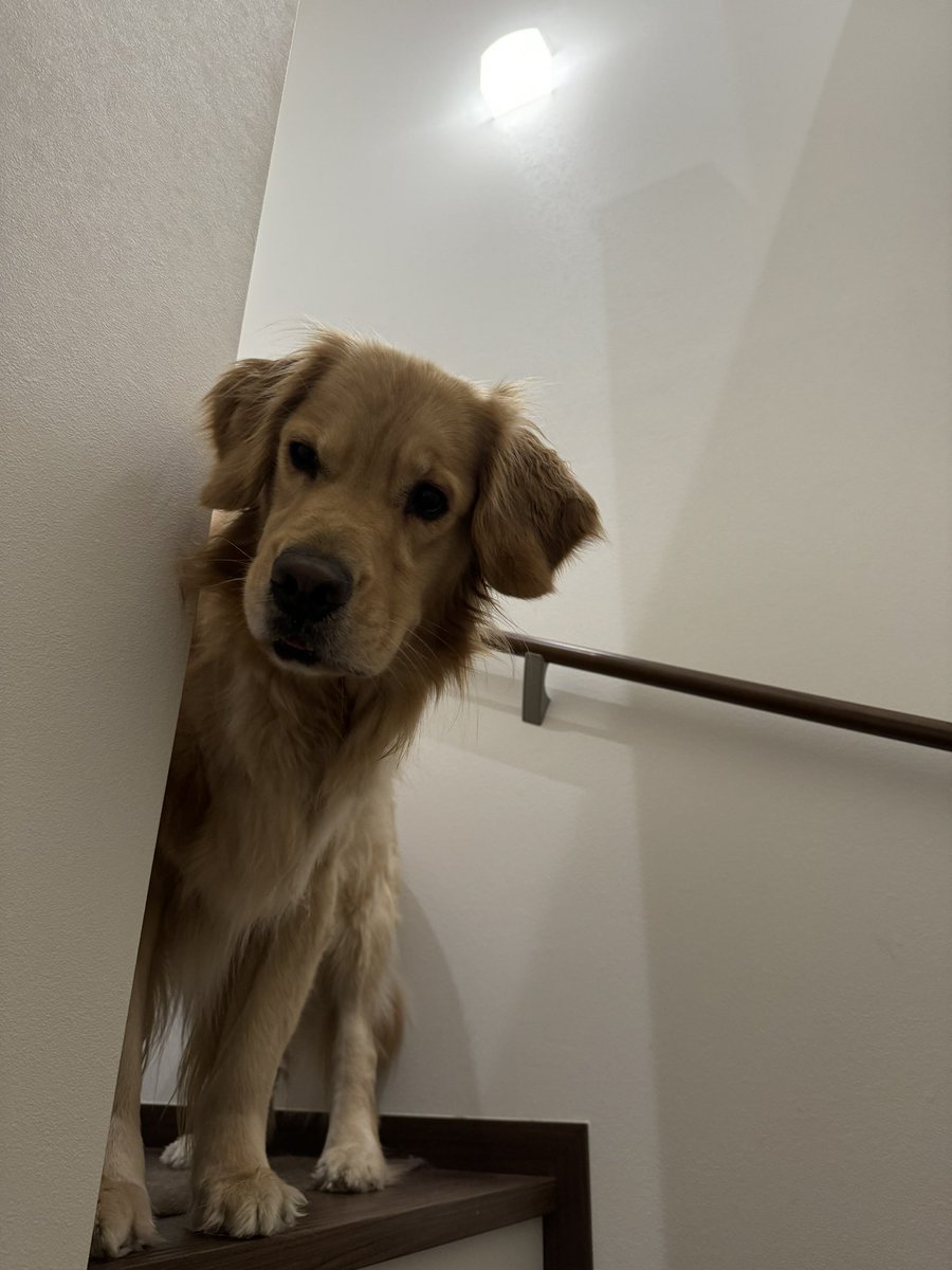 sora_gr1031's tweet photo. ひょっこりはんのそら
↑もう古いな笑

#ゴールデンレトリバー
#ゴールデン
#大型犬
#階段
#拡散
#お友達増えたらいいな
#ワンコ https://t.co/iJPMR3sHs6