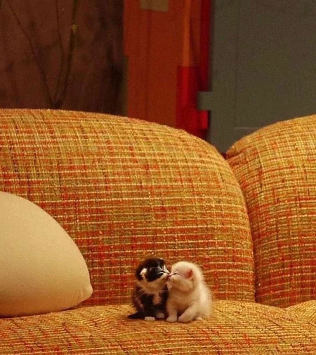 catshealdeprsn's tweet photo. https://t.co/NuLufLYCbo
