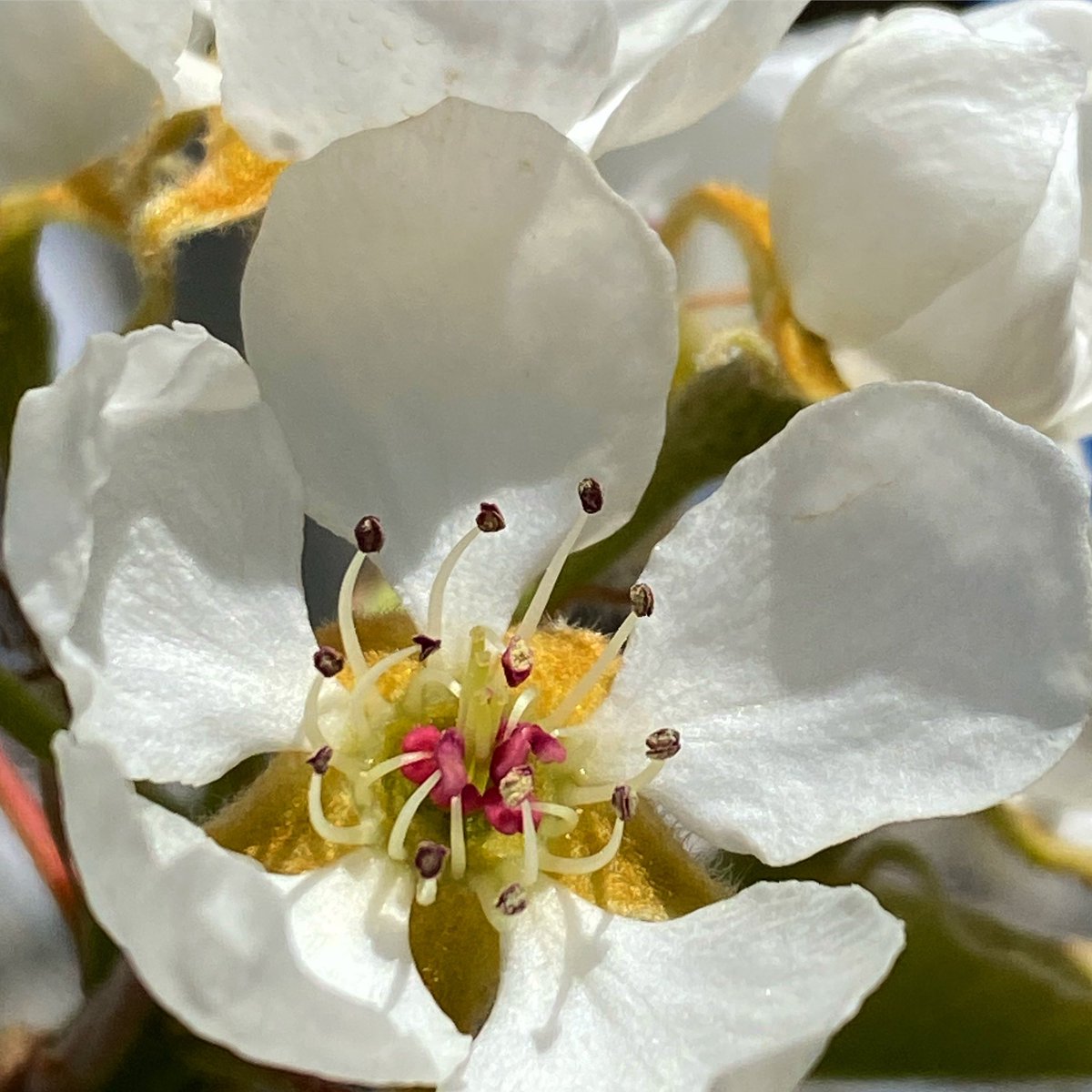 Something beautiful for this day: Pear blossoms, Yakima, Washington (April 2024).