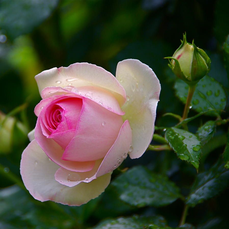 رواء 🌺🍃 عـبـد الـمَـعـبُـود 💔 tweet media