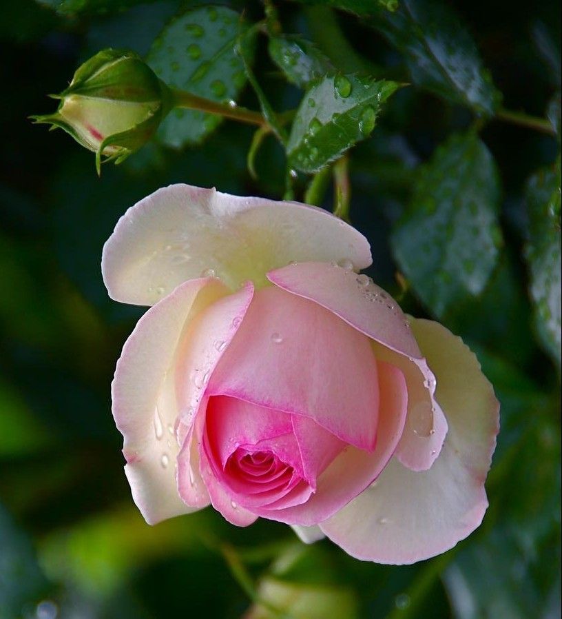 رواء 🌺🍃 عـبـد الـمَـعـبُـود 💔 tweet media