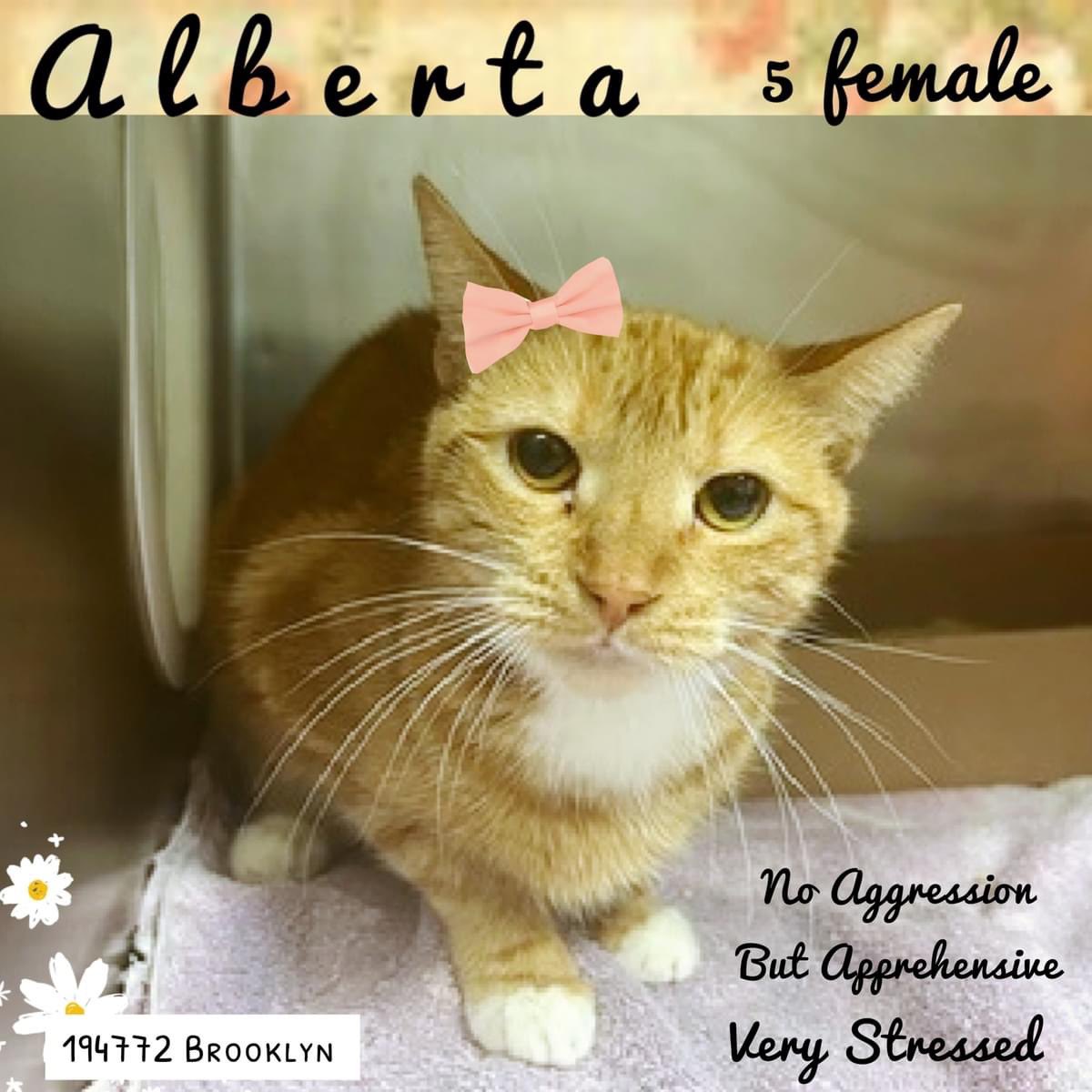 🆘Please RT-adopt-foster! 🆘 ALBERTA is on the “emergency placement” list at #ACCNYC and needs out of the shelter by 12 NOON 4/16! #URGENT #NYC #CATS #NYCACC #TeamKittySOS #AdoptDontShop #CatsOfTwitter newhope.shelterbuddy.com/Animal/Profile…