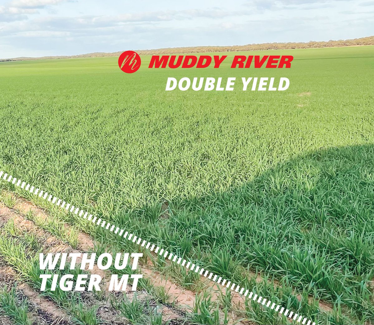 On the left, the plants are stressed due to lack of moisture. The right is where the Tiger MT has broken up the hard pan, so the plants can access the moisture. In the end, the yield was double. See the Horsch Tiger movies here youtube.com/watch?v=s_Lwl4… #MuddyRiverAG 07 4580 0825