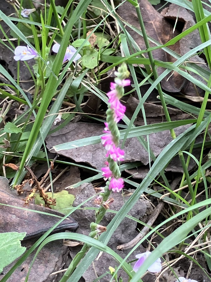 donicdevil's tweet image. 綬草