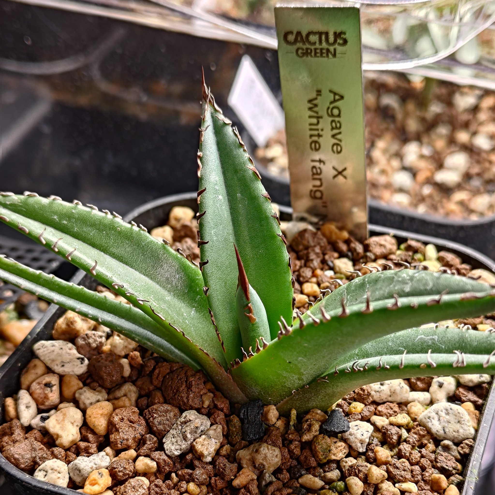 Agave X 