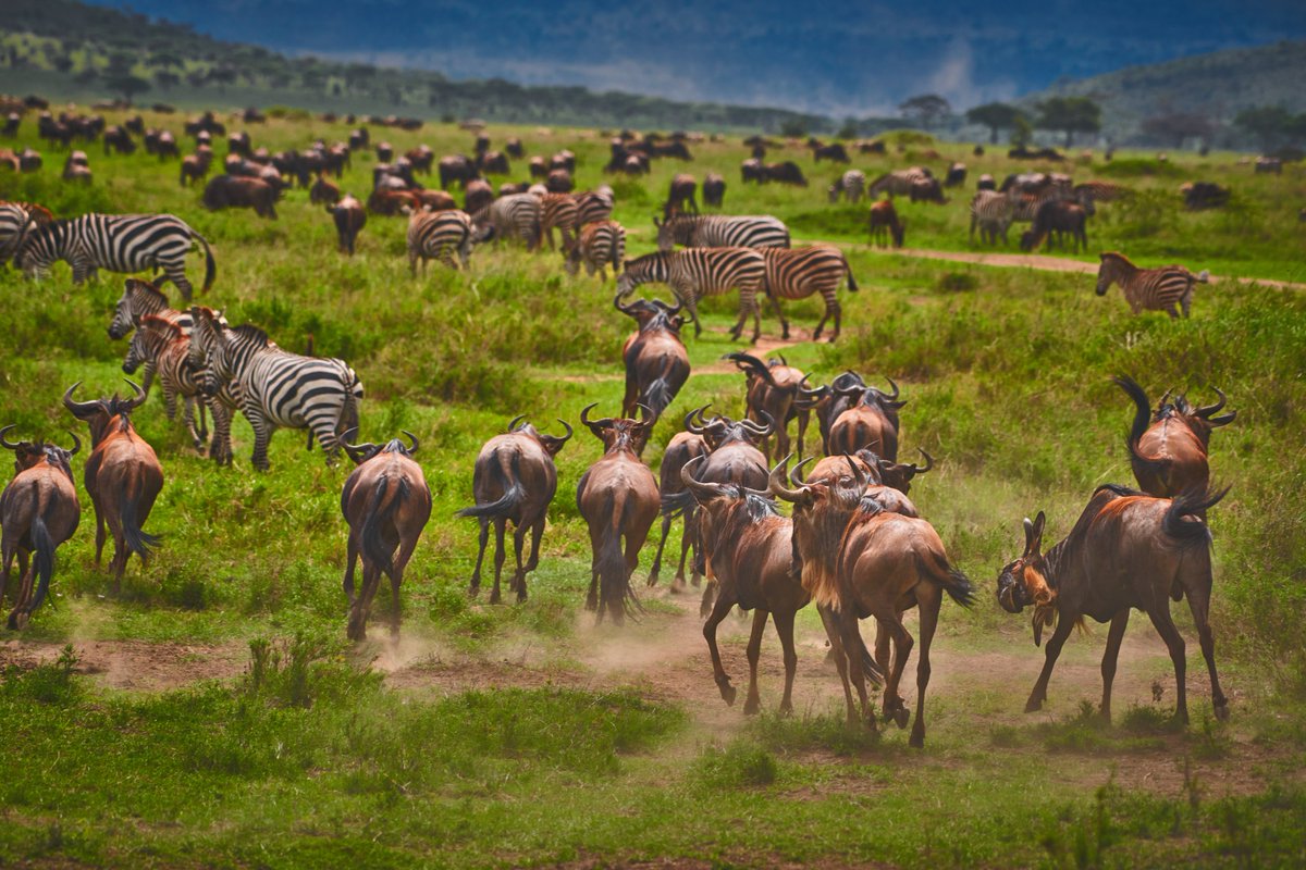 Smoky and Moody migration mode..Wildebeest and Zebras | Serengeti | Tanzania
#wildebeest #animalprotection #zebra #tanzania #destinationearth #serengeti #bowaankamal #Iamnikon #serengetinationalpark #wildebeestmigration #animalslover #africa #nikonshot #biologyislife #paradise