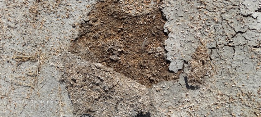 On the dry salt lake bed of N17 Lake Reserve, Mortlake I watched a fox hunting.
It was folding over the edges of dry marsh flotsam & samphire with its nose as it went.
Crickets & small skinks is my guess.
There are no official fauna records here.
I need to fix that. Fast.