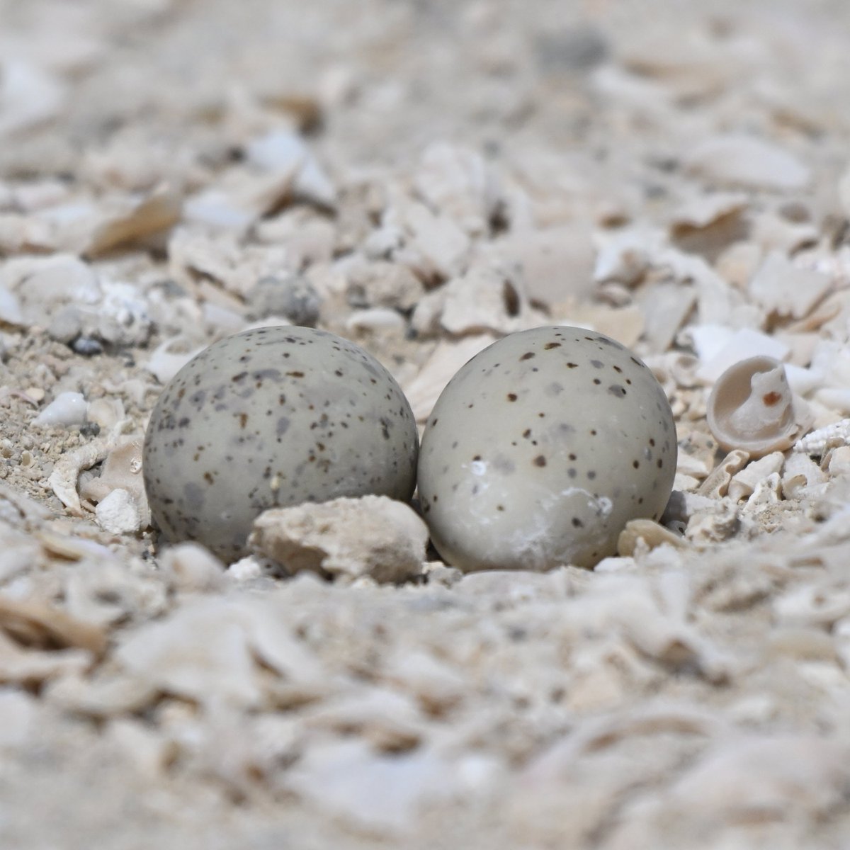 #Bahrain completed my nest survey of four northern coastal sites, all close to human habitation for breeding Saunders's Terns. In total, I found 23 nests, the majority of which contained two eggs, now to monitor the outcome and their chances of survival.
