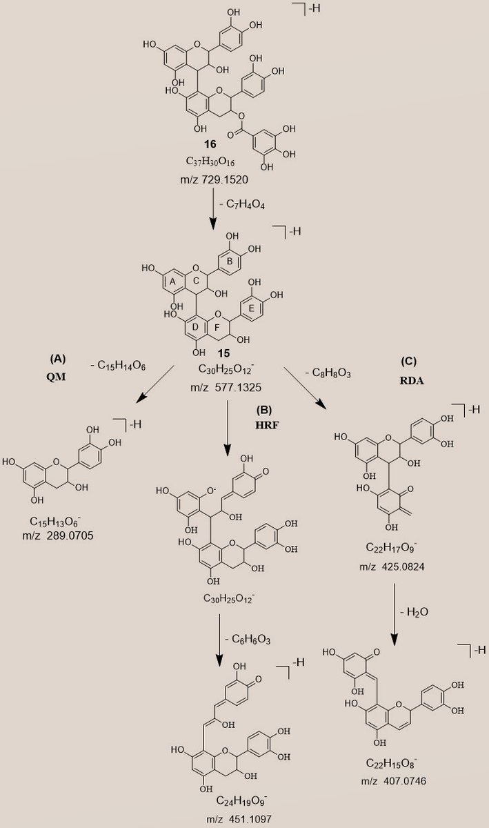 gihchemistry's tweet photo. #MSMS #Fragmentation pathways of B-type procyanidin dimer monogallate from #Cashew #Clones #plants #chemistry #chromatography #spectroscopy #massspectometry #lcms https://t.co/g2P78qJ6PD