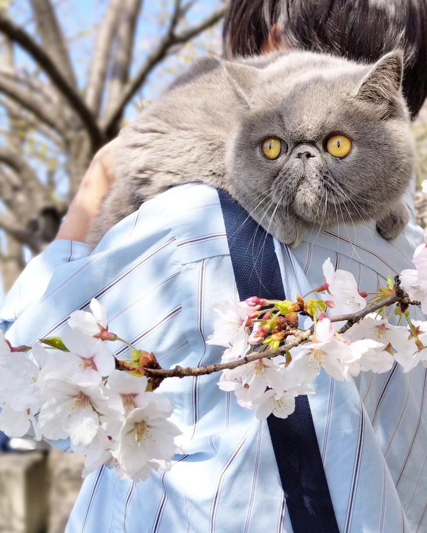 ginto1818's tweet photo. 花見に行ってきました🌸🐈

#エキゾチックショートヘア #ねこすたぐらむ #ねこのいる生活
#猫のいる暮らし #猫好きさんと繋がりたい #ねこのきもち #pecoねこ部 #サンデイ #catst #花見 https://t.co/SZzmZaptee
