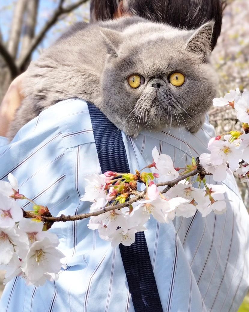 ginto1818's tweet photo. 花見に行ってきました🌸🐈

#エキゾチックショートヘア #ねこすたぐらむ #ねこのいる生活
#猫のいる暮らし #猫好きさんと繋がりたい #ねこのきもち #pecoねこ部 #サンデイ #catst #花見 https://t.co/SZzmZaptee