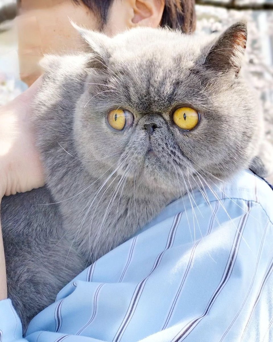 ginto1818's tweet photo. 花見に行ってきました🌸🐈

#エキゾチックショートヘア #ねこすたぐらむ #ねこのいる生活
#猫のいる暮らし #猫好きさんと繋がりたい #ねこのきもち #pecoねこ部 #サンデイ #catst #花見 https://t.co/SZzmZaptee