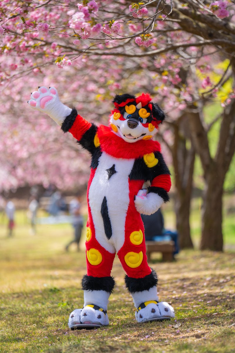 んねぇねぇ！まだ桜咲いてたー！🌀 The cherry blossoms are still blooming! #FursuitEveryday #椿くんの！花より団子 📸 : @TheYamori