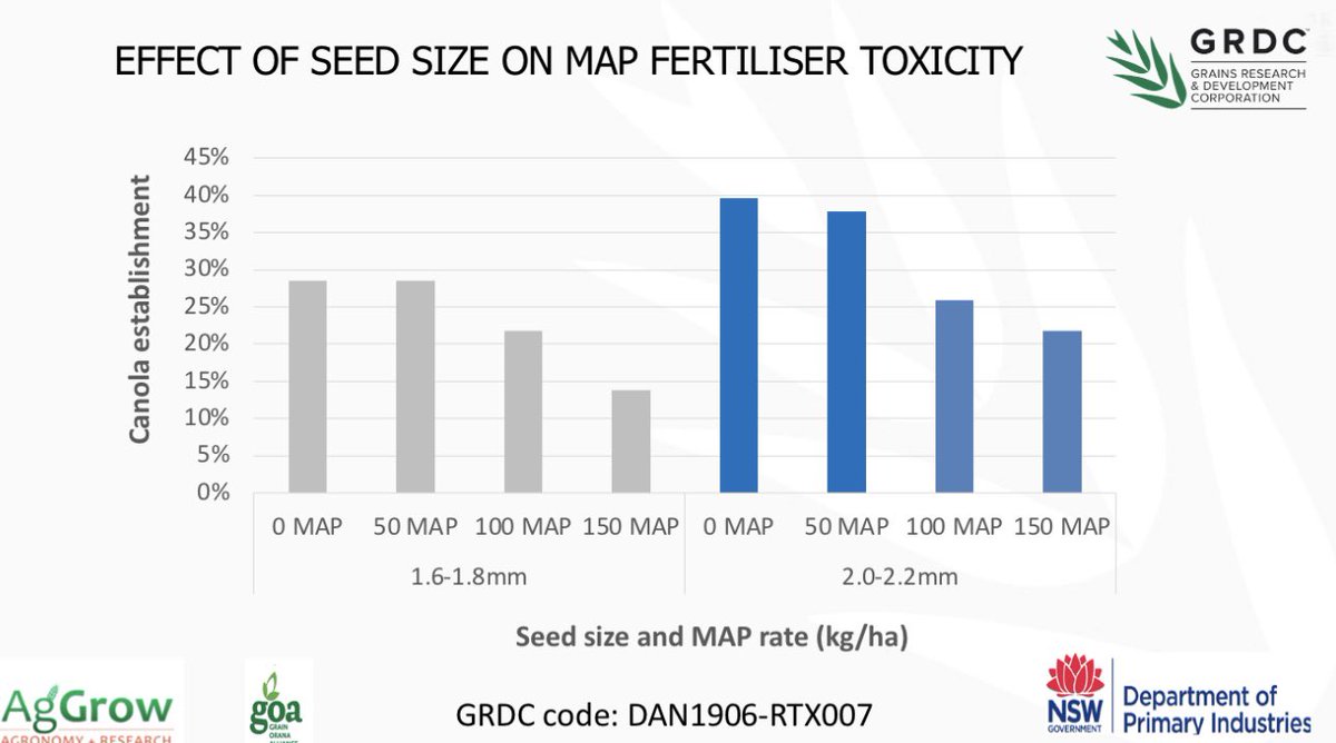 Ever wondered if MAP fertiliser toxicity was worse with smaller canola seed? These @theGRDC results suggest no difference, however the improved establishment from larger seed helped compensate for some of the losses. @GRDCNorth @NSWDPI_AGRONOMY @GrainOrana @agrobaz