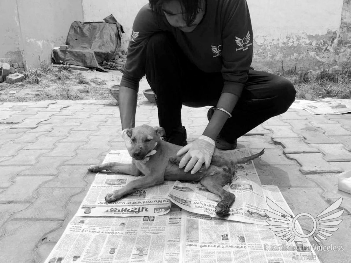 GuardiansVoice's tweet photo. Lichi ! 

Rescue story and video (Facebook):

https://t.co/TcY3FNCba6

Rescue story and video (Instagram):

https://t.co/vygHqPZBDB https://t.co/0dWiQp7ht4