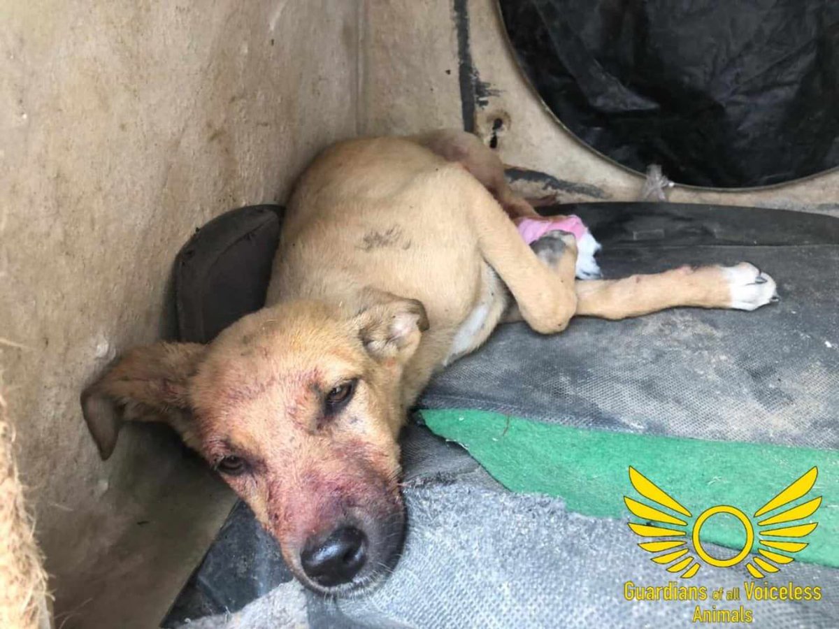 GuardiansVoice's tweet photo. Lichi ! 

Rescue story and video (Facebook):

https://t.co/TcY3FNCba6

Rescue story and video (Instagram):

https://t.co/vygHqPZBDB https://t.co/0dWiQp7ht4