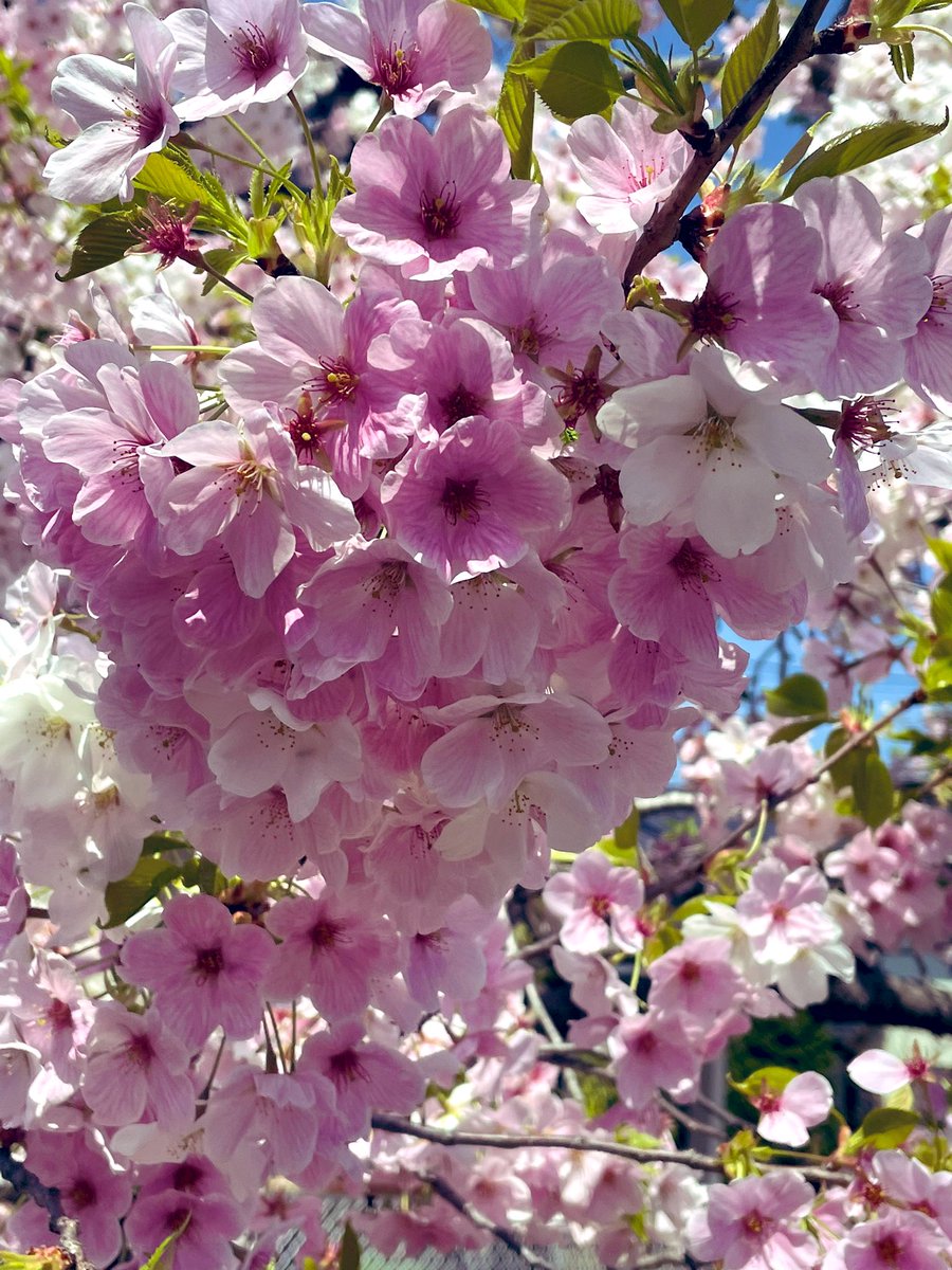mimi59633695's tweet photo. 桜🌸🌸
久しぶりの投稿に緊張 https://t.co/MjAAnxDWCH