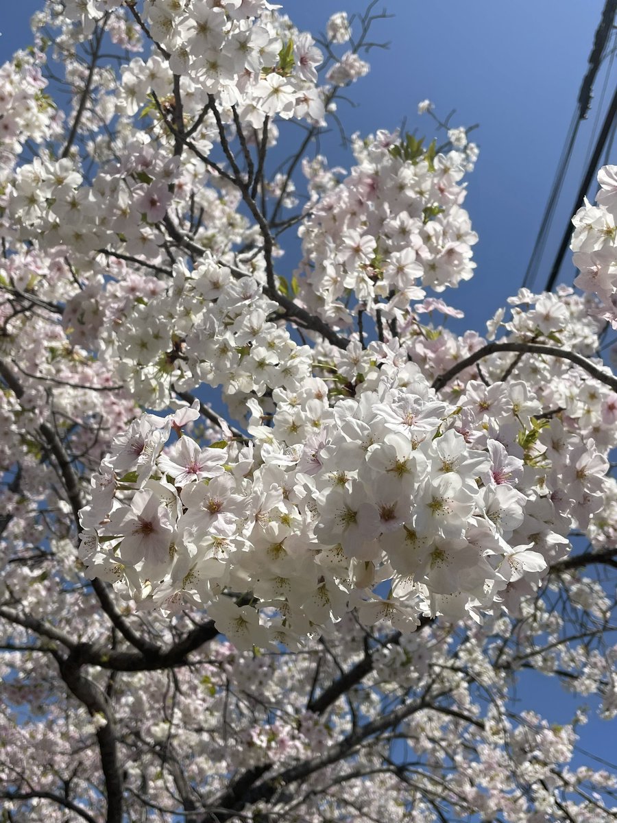 mimi59633695's tweet photo. 桜🌸🌸
久しぶりの投稿に緊張 https://t.co/MjAAnxDWCH