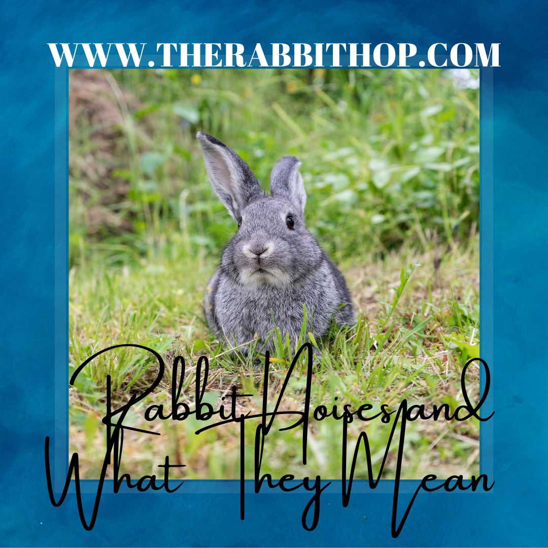 RABBIT TIPS:
Provide a consistent routine to help your rabbit feel secure.

Here's where you can learn more
tinyurl.com/2azkwfva.

#rabbitproof #therabbithop #rabbit #petrabbitlife #rabbitlover
#petrabbit