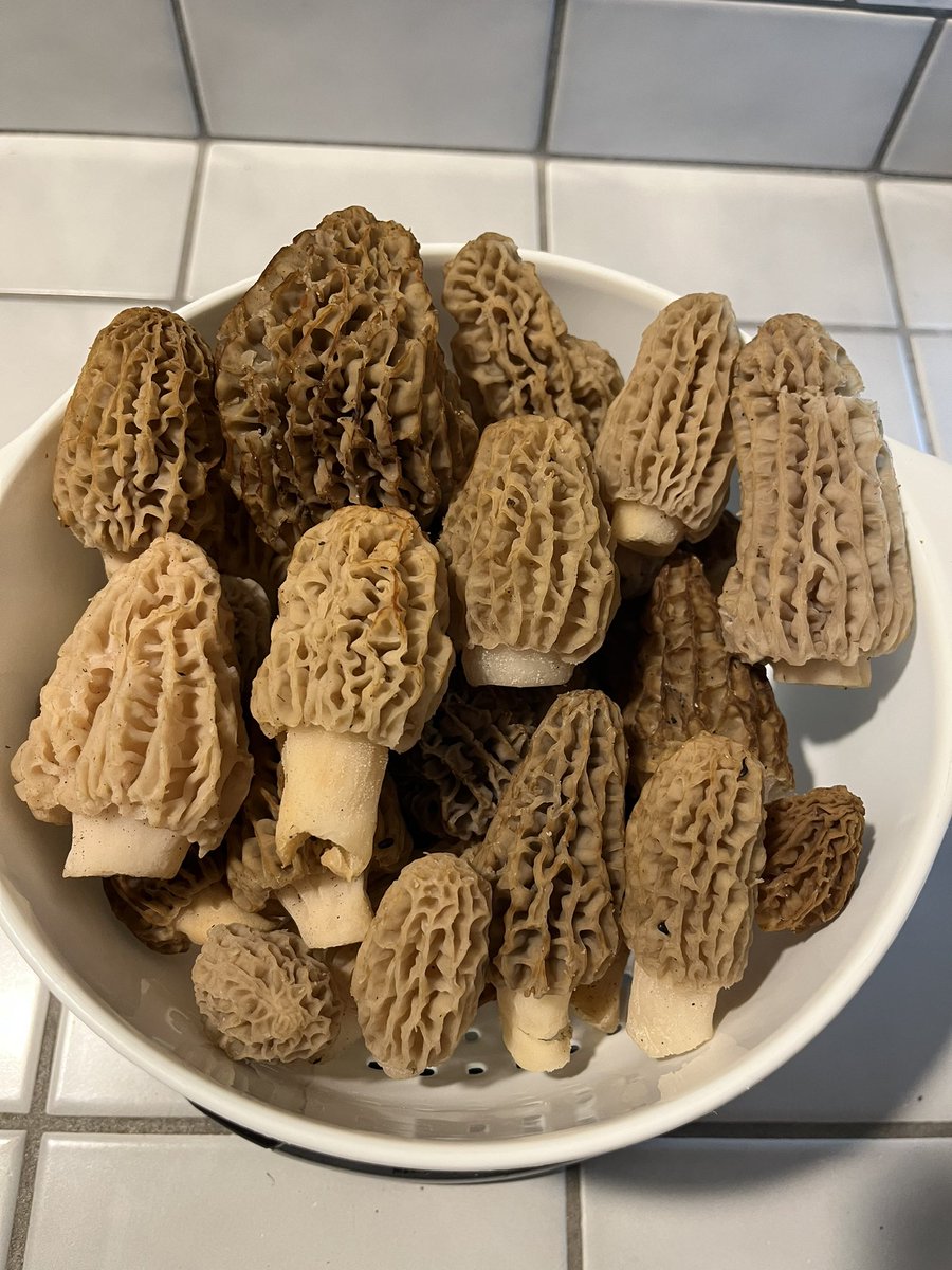 accountabletome's tweet photo. They say blondes have more fun 🤷‍♂️
#morchellatridentina #siskiyoumountains #applegatevalley https://t.co/vO9fAvcQbv