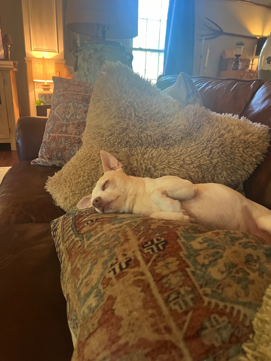 flair258's tweet photo. @VTVerenaLots Yes minus the cute part.
But yes if I tag team with my doggo! https://t.co/NIfzlUH1Vs