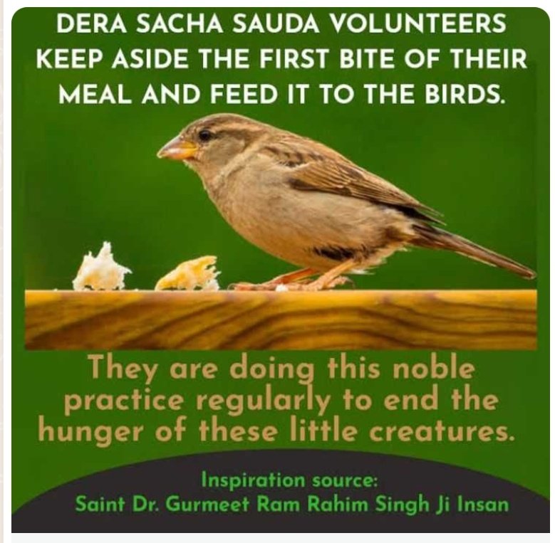 शहरों और राज्यों में खंभों पार्कों,छतों पर पक्षियों के लिए दाना ओर पानी रखा जाए,तो हम उन्हें इस पीड़ा से बचा सकते हैं। Saint Dr MSG Insan के मार्गदर्शन में डेरा सच्चा सौदा के शिष्यों द्वारा Birds Nurturing अभियान के तहत लाखों लोग ऐसा कर रहे हैं।
#FeedFeatheredFriends
#SaveBirds