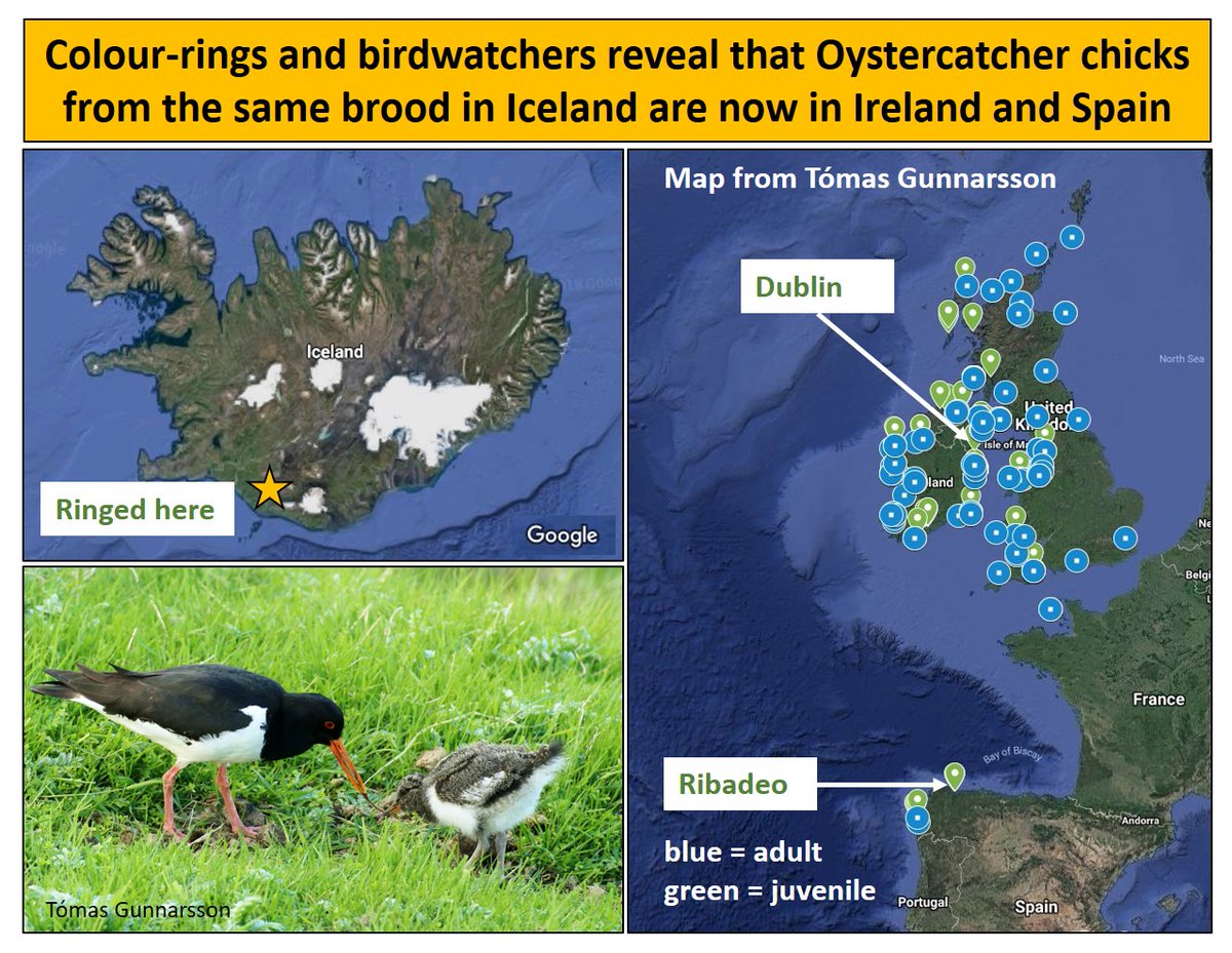 @Iceland_Review Two corrections: 30% of #Iceland's Oystercatchers don't migrate: wadertales.wordpress.com/2018/06/12/mis… Rest fly to Britain, Ireland & coastal Europe (not Africa/Asia): wadertales.wordpress.com/2020/02/21/whi… Please report colour-ringed birds to help with research by @solvirunar @VMendezAragon et al