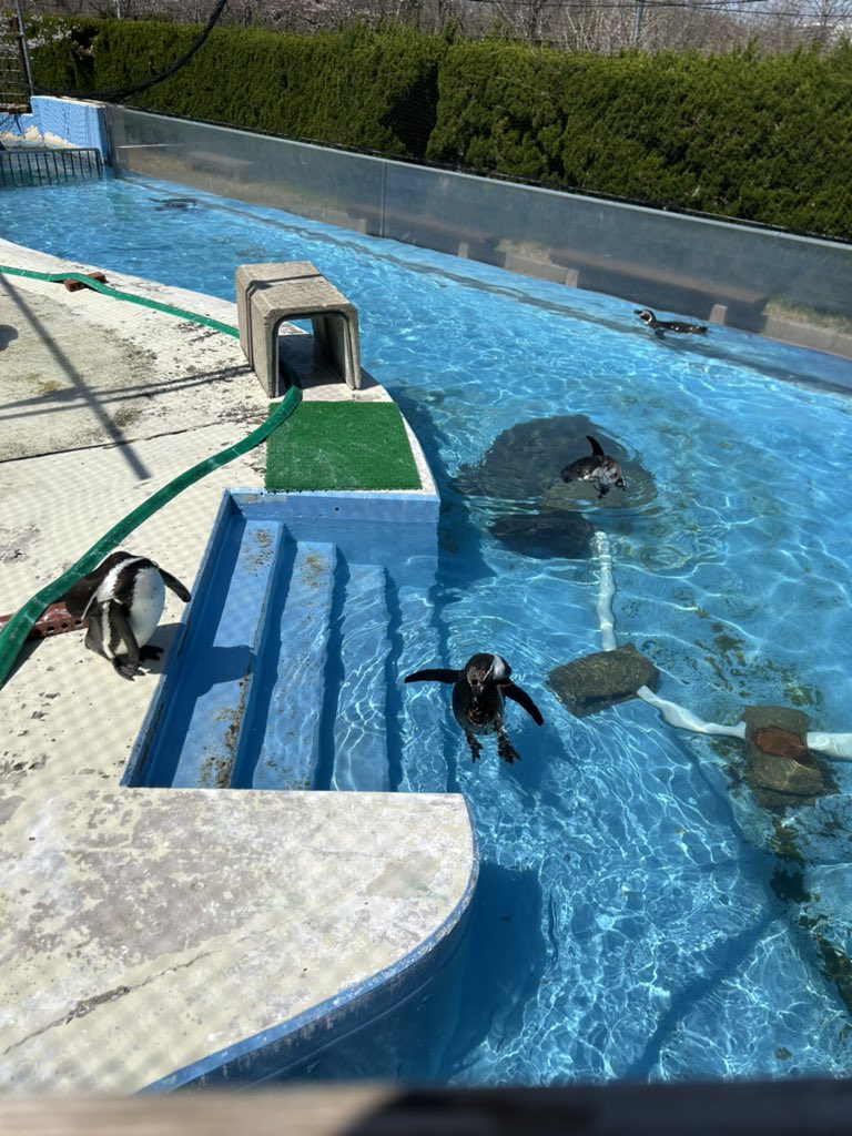 夫婦で休みを合わせて動物園にきています！！秋田！！