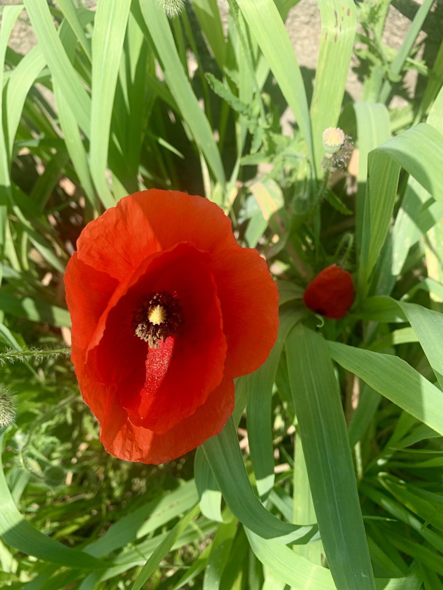 La bellezza delle cose fragili. 📷 buongiorno