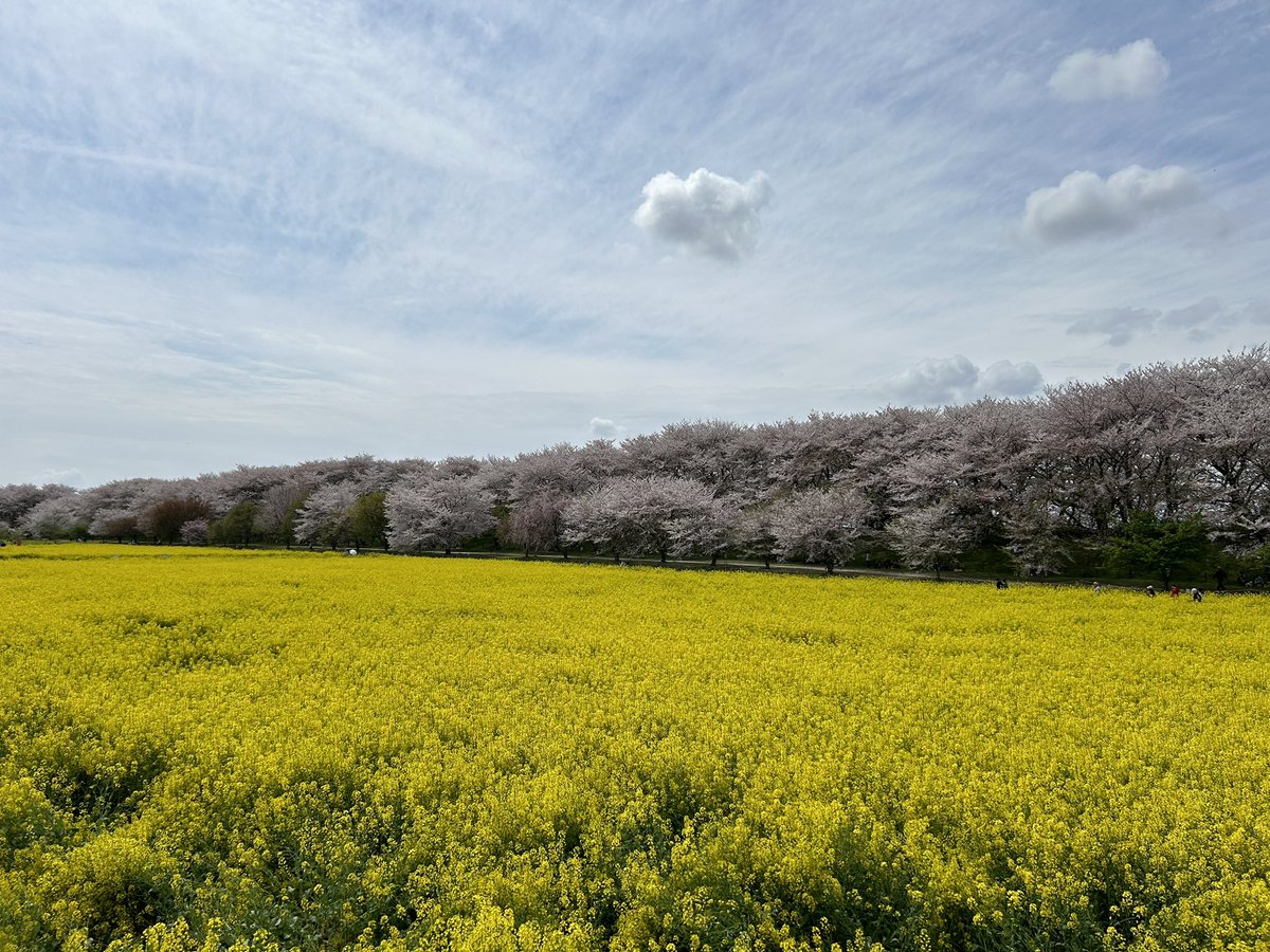 SugiApple's tweet photo. お花見ツーリング https://t.co/LmVUcqo8x6