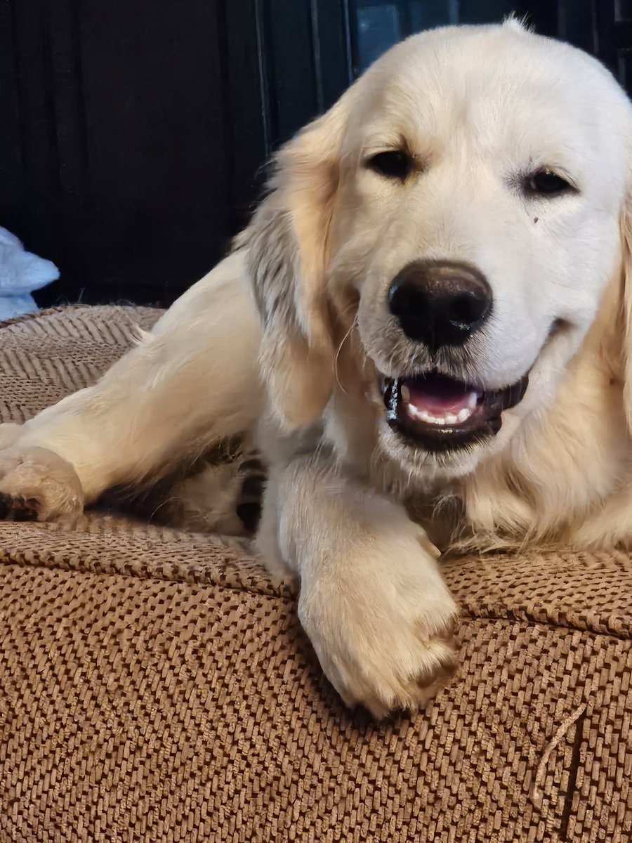 I made it to my new home!  It was a really long ride but now I have a new big brother and lots of toys!  The humans are nice too 🤍