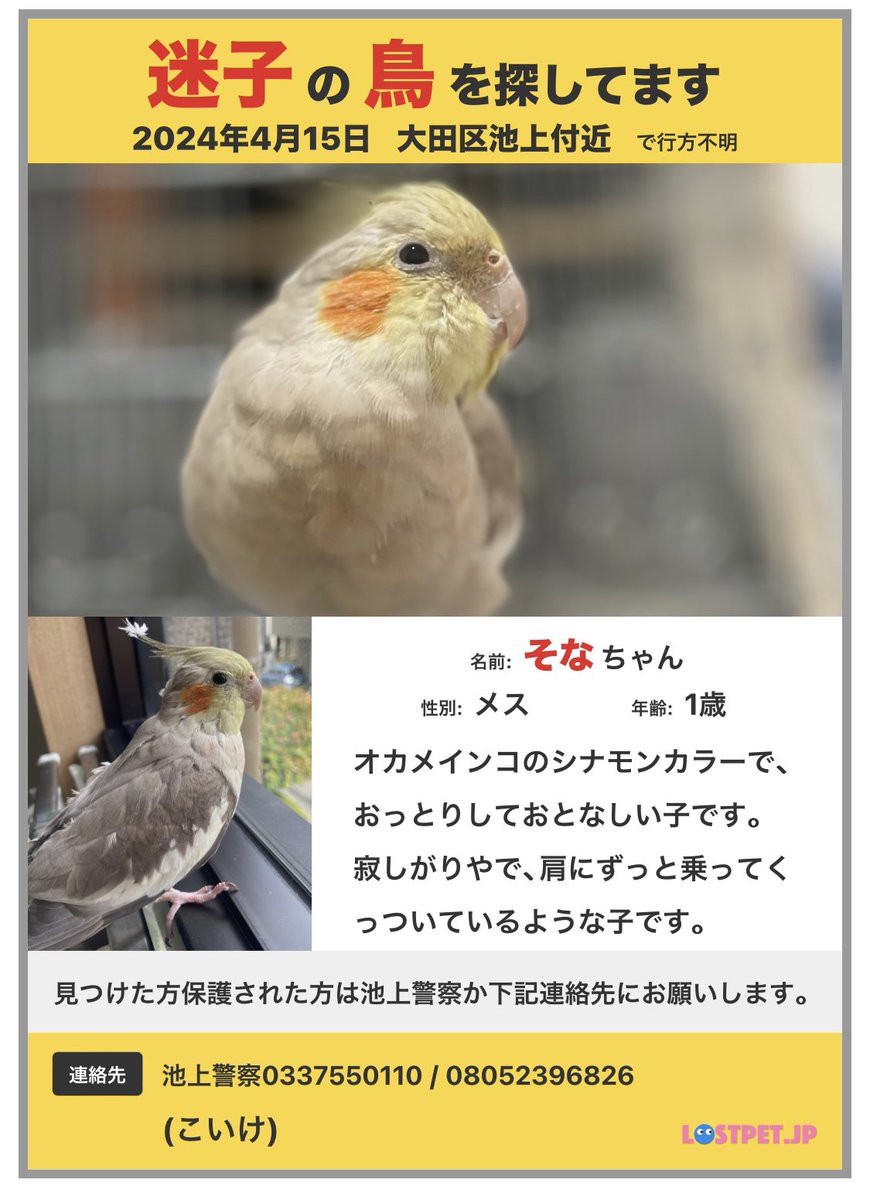 rila35817009's tweet photo. 4月15日のお昼頃、自宅からオカメインコの女の子が飛び出してしまいました。

換気をするために少し窓を開け、カーテンで遮っていたのですが、
窓辺に来たカラスにびっくりして窓に衝突し、その衝撃で隙間から外に出てしまいました。

完全に私の不注意でした。
こんな隙間から外にでるはずないと↓ https://t.co/87aqwxmNzE
