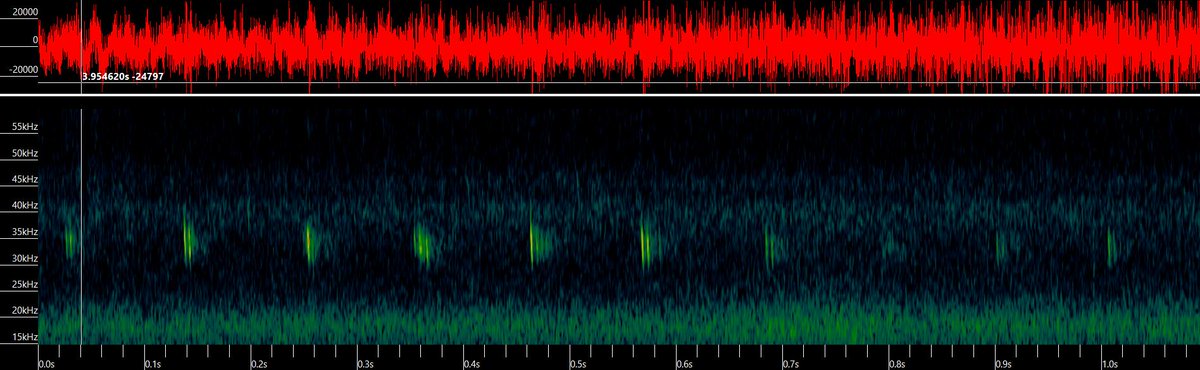 Whilst trying to record the mysterious white bat from the other night, we saw and recorded a very interesting bat, my first BARBASTELLE! Absolutely bonkers to me that <a href="/AcroDWade/">Daniel Wade</a> <a href="/Jake_Gearty/">Jake Gearty</a> clearly get this species in their garden 🤯