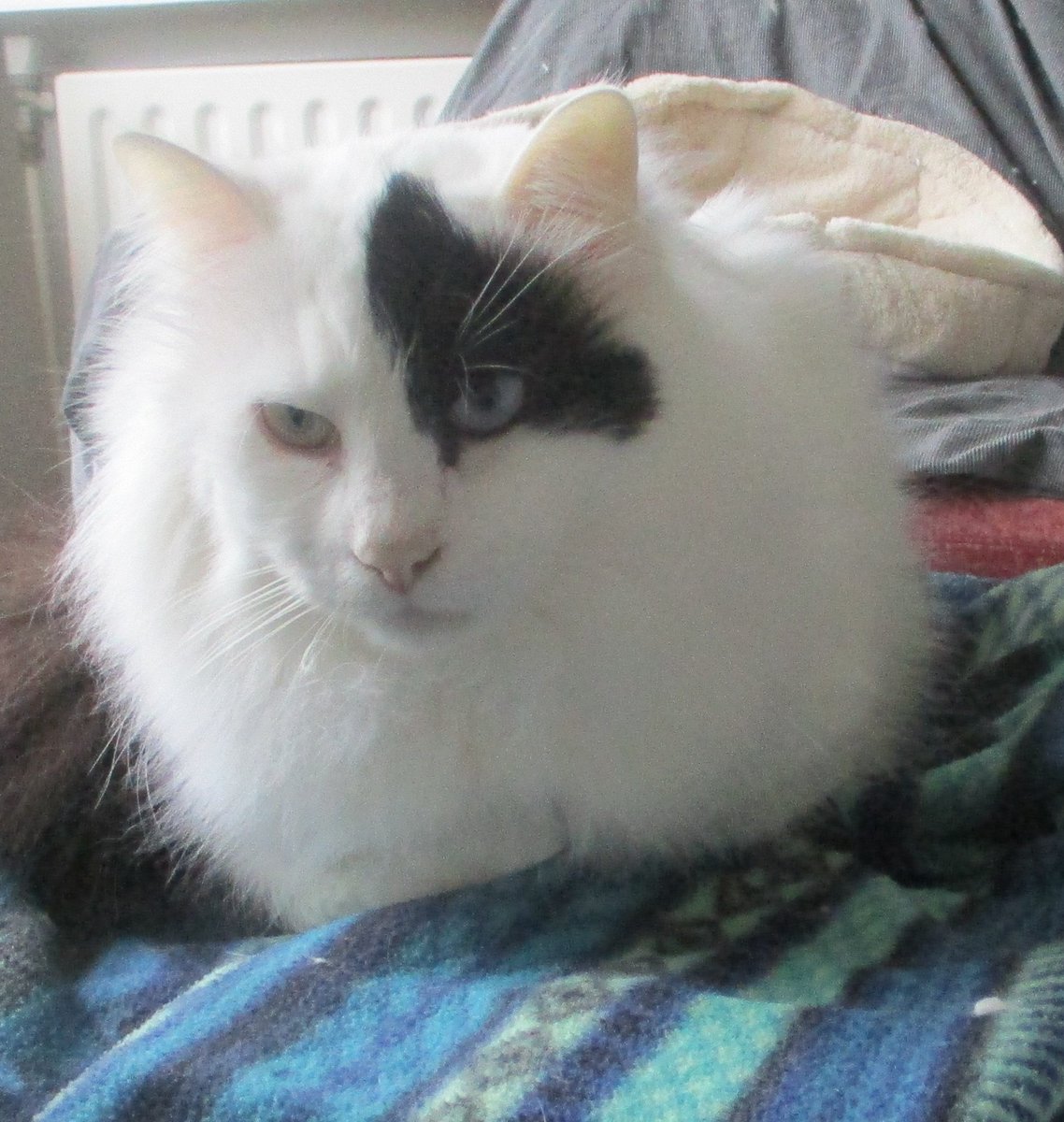 No Tulpan as so often on Mondays. Sometimes I make a loaf too.
#kittyloafmonday #TurkishVanCats #CatsOfTwitter