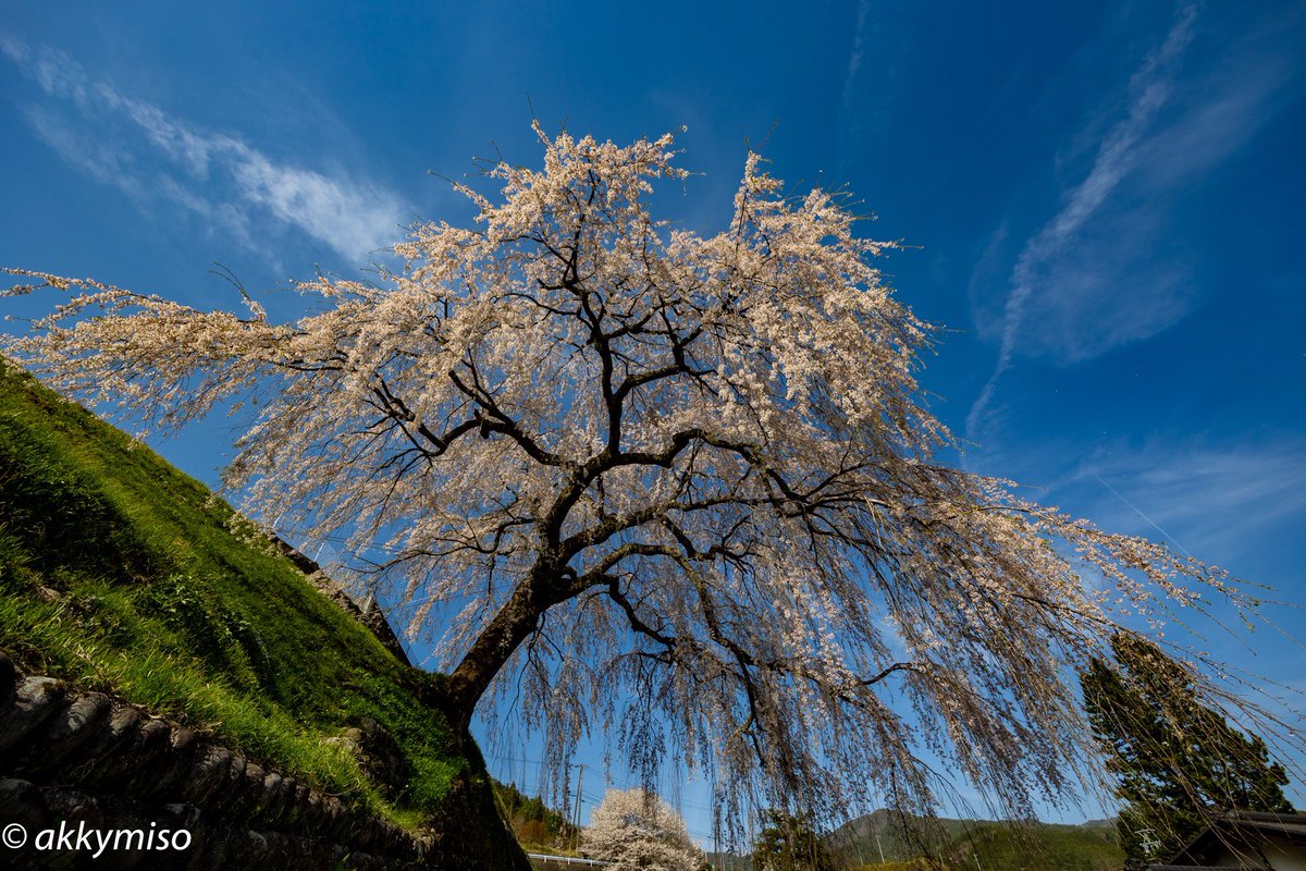 ずっっとそこに在る

#岩太郎桜 #cherryblossom #eosr6 #canonphotography