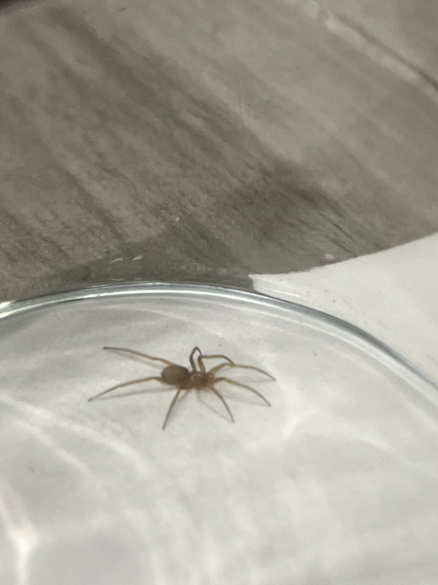 hectorperifly's tweet photo. Hola @Arachno_Cosas , nunca he visto una loxosceles en vivo pero el color de esta se me hizo extraño, es muy pequeña y ya está en un vaso entonces no la alcanzo a ver muy bien, podrás identificarla? https://t.co/q4oMrQNWCL