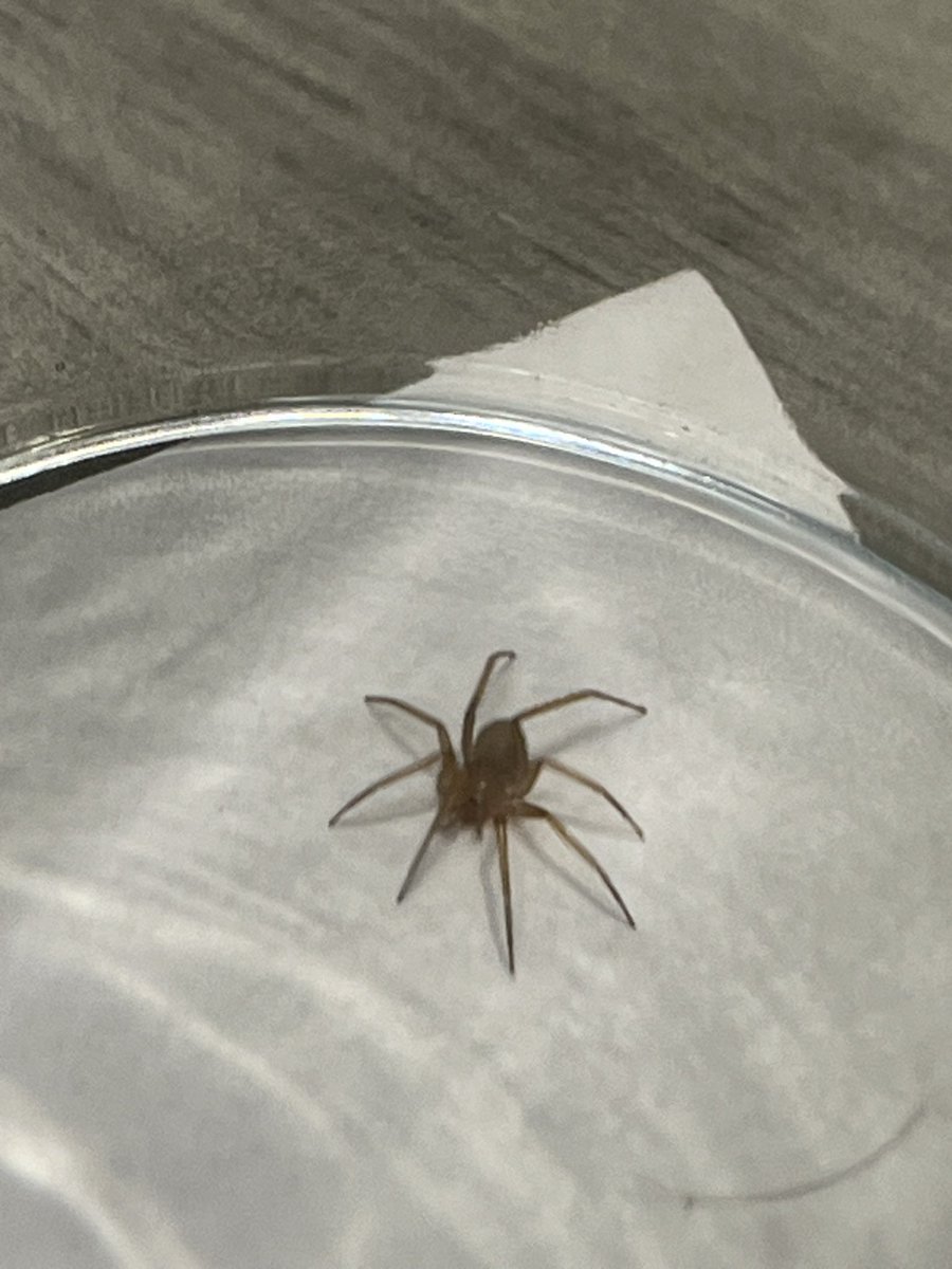 hectorperifly's tweet photo. Hola @Arachno_Cosas , nunca he visto una loxosceles en vivo pero el color de esta se me hizo extraño, es muy pequeña y ya está en un vaso entonces no la alcanzo a ver muy bien, podrás identificarla? https://t.co/q4oMrQNWCL
