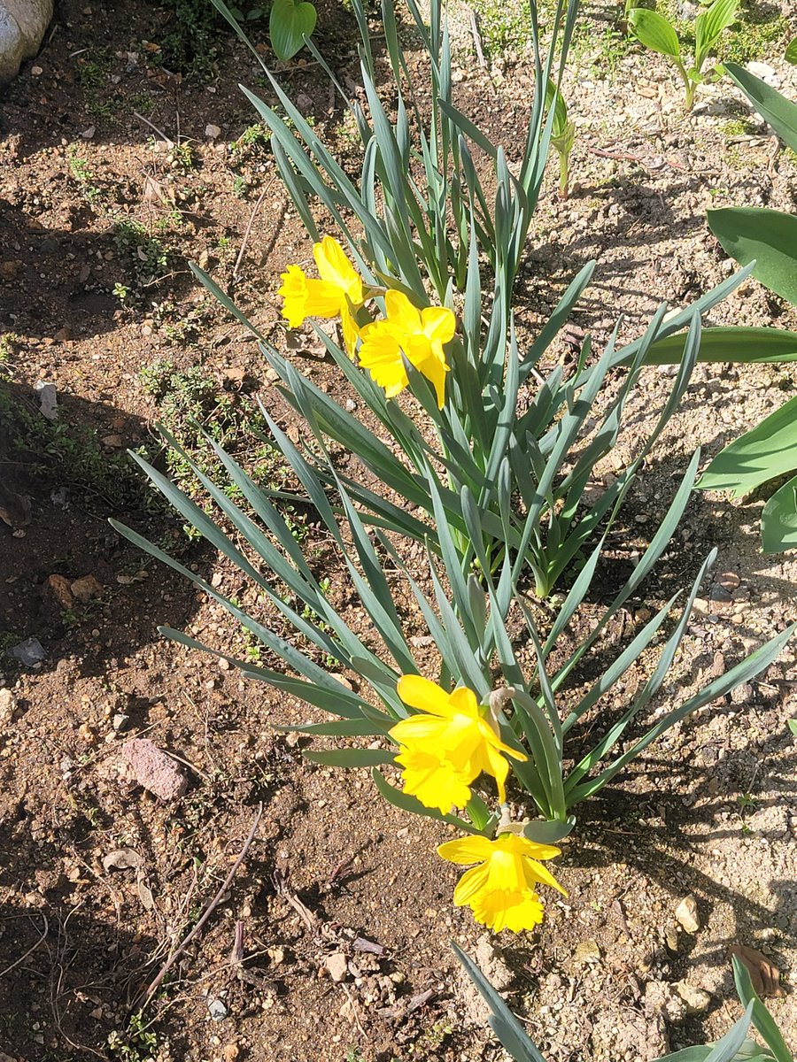 노란 나비 같죠