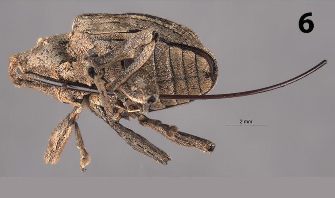 The newly discovered Panolcus filirostris takes the weevil concept to the next level: mapress.com/zt/article/vie…