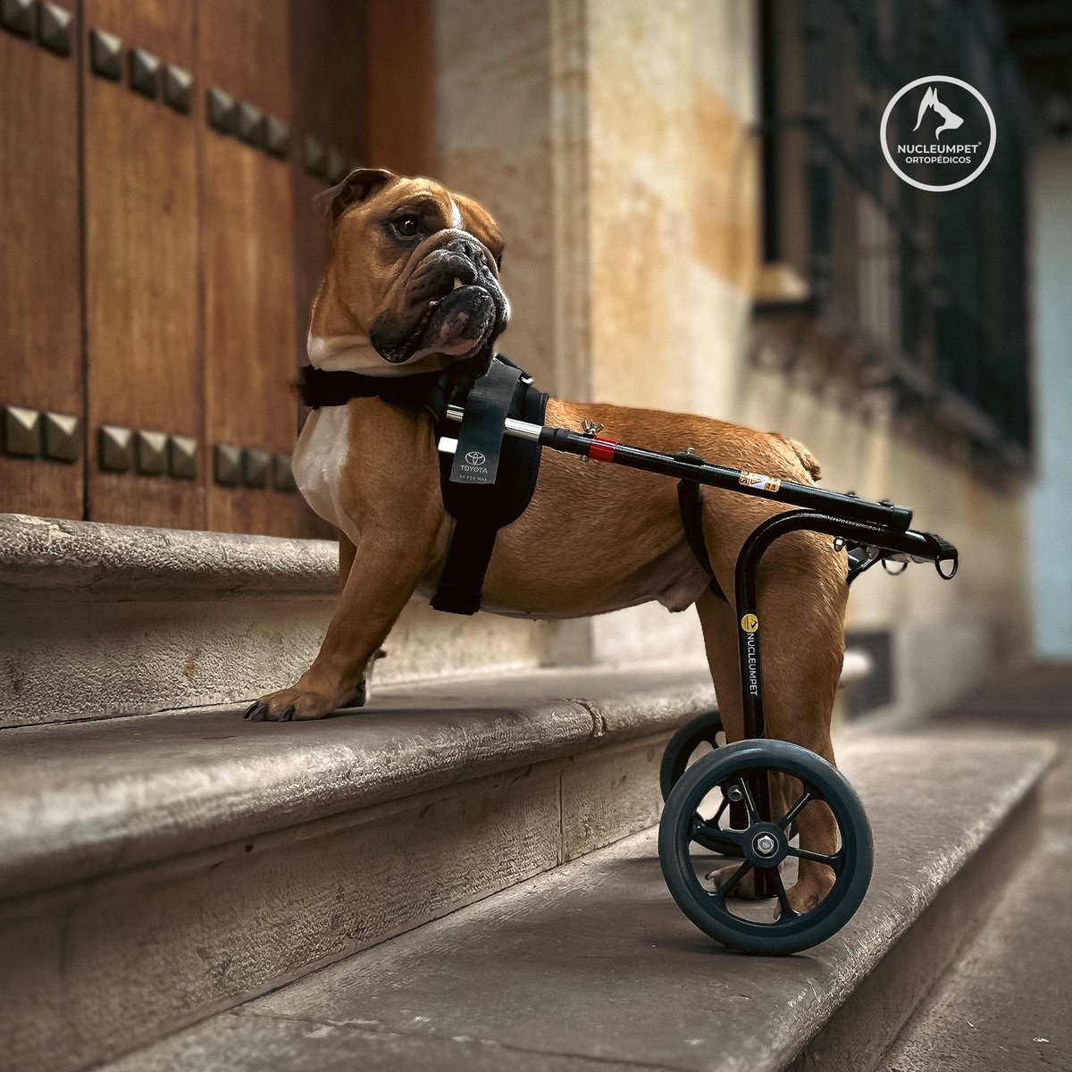 NUCLEUMPET Orthopedics tweet media