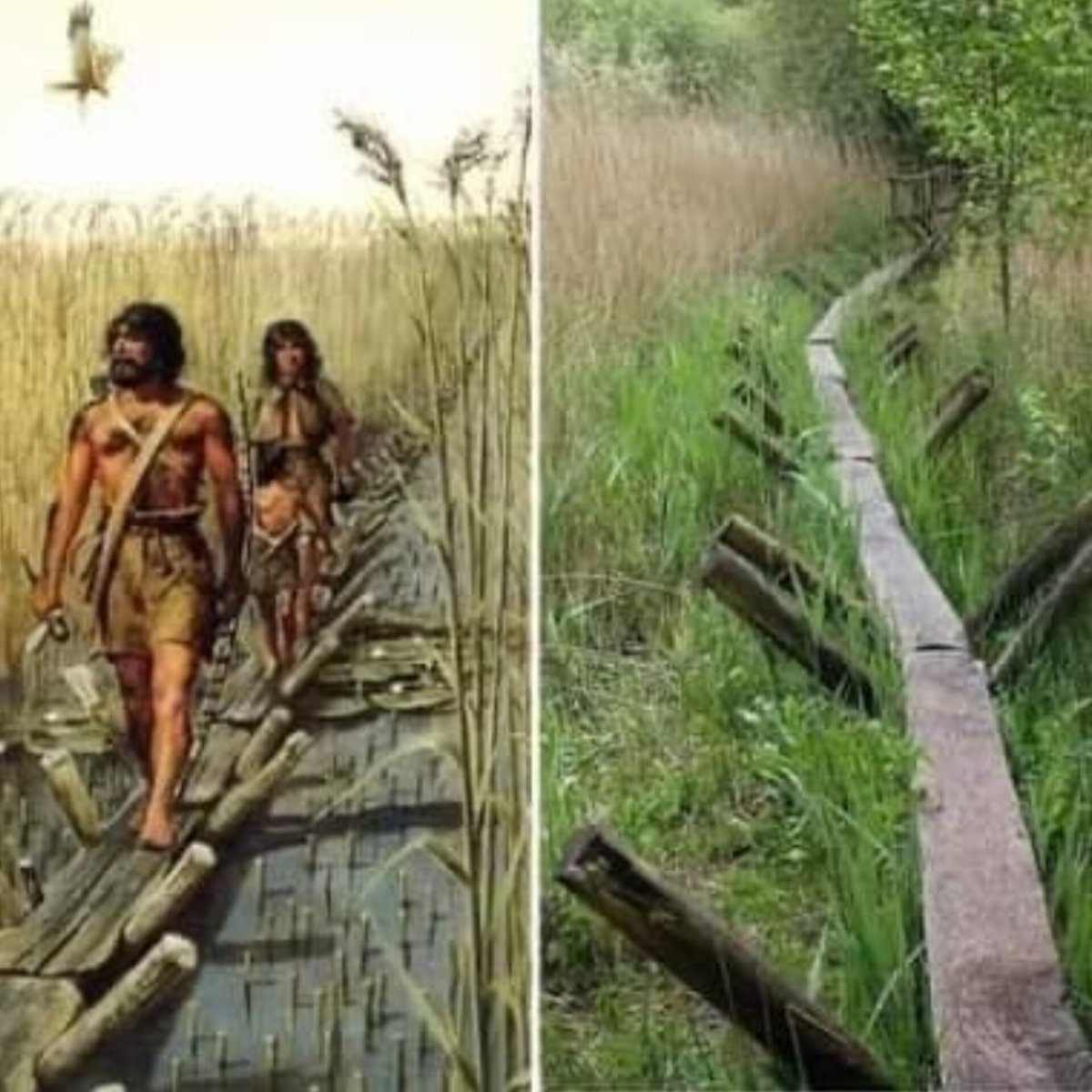 endodanli's tweet photo. La 'Sweet Track': una joya de ingeniería con 5,830 años de antigüedad. Una calzada de madera excepcionalmente conservada que nos revela el asombroso legado de nuestros ancestros. 🌿🛤️ #IngenieríaAntigua #SweetTrack https://t.co/TGuMcP1VEm