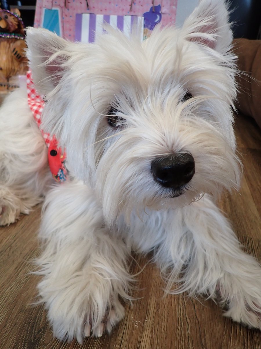 #sundayselfie time! kinleywestie.blogspot.com/2024/04/sunday… #selfie #selfiesunday