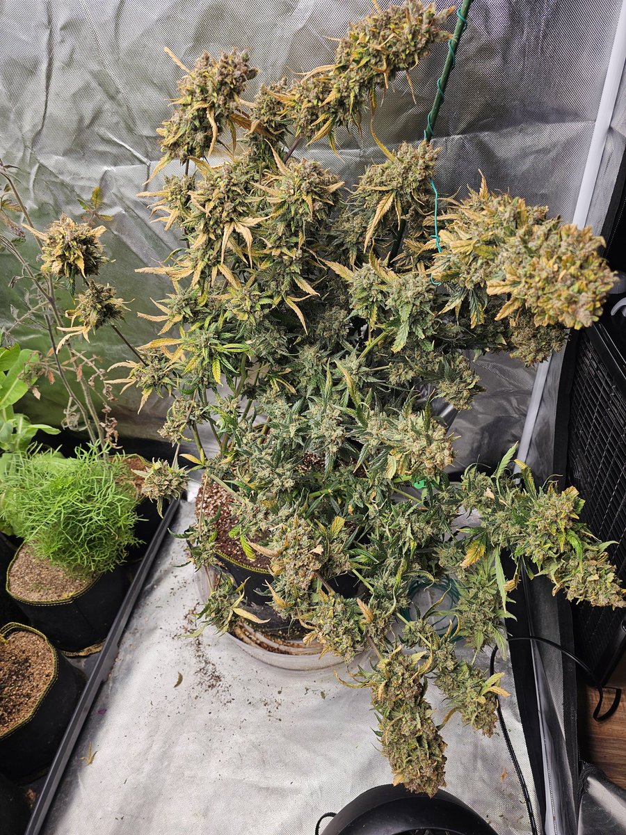 Shire S&G (@shires_empire) on Twitter photo Been calling this plant the creature because its very unique structure. She stacked hard. Giant candy terp colas that hang nearly to the ground.
She gets chopped friday. I highly recommend these seeds.
Magic Kush Auto from <a href="/GHGenetics/">Greenhand Genetics</a>. Been calling this plant the creature because its very unique structure. She stacked hard. Giant candy terp colas that hang nearly to the ground.
She gets chopped friday. I highly recommend these seeds.
Magic Kush Auto from <a href="/GHGenetics/">Greenhand Genetics</a>.