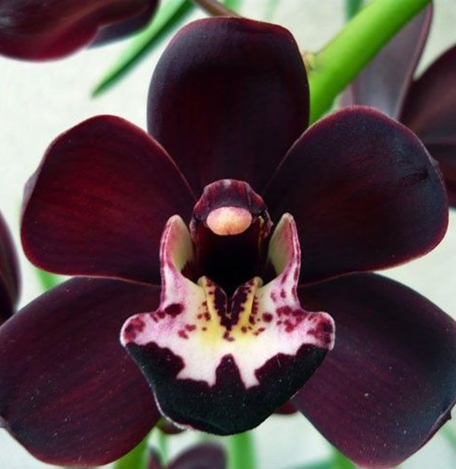 Cymbidium Kiwi Midnight ‘Geyserland’

#orchids #plants